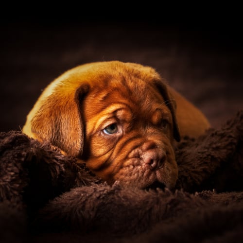 vincent-van-zalinge-1102328-unsplash_500x500_acf_cropped